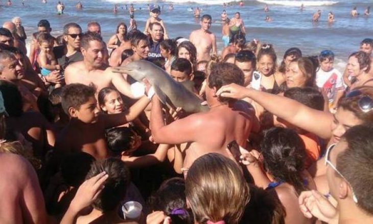 Turistët mbysin delfinin duke bërë “selfie”