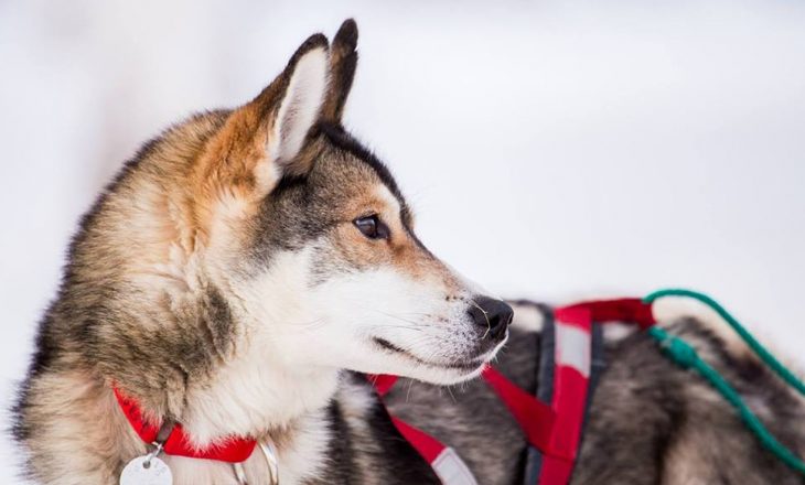 Përfundon gara rraskapitëse e qenve me sajë në Alaskë