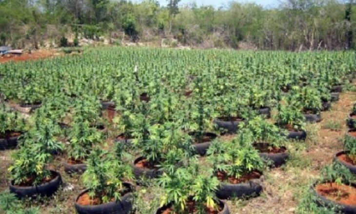 BE: Industria e drogës, peshë domethënëse në ekonominë e Shqipërisë