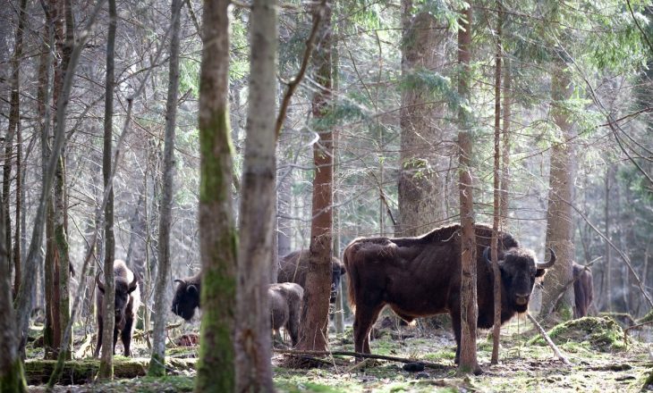 Polonia miraton prerjen e pyllit më të lashtë në Evropë