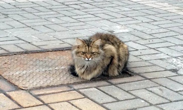 Macja që pret pronarët e saj prej një viti