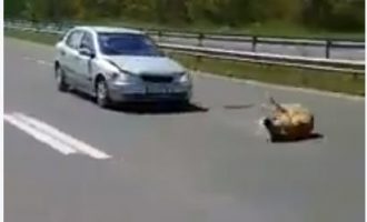 Shpejtësia në autostradën Tetovë-Shkup mbytë kafshët [Video]