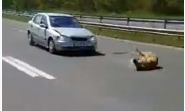 Shpejtësia në autostradën Tetovë-Shkup mbytë kafshët [Video]