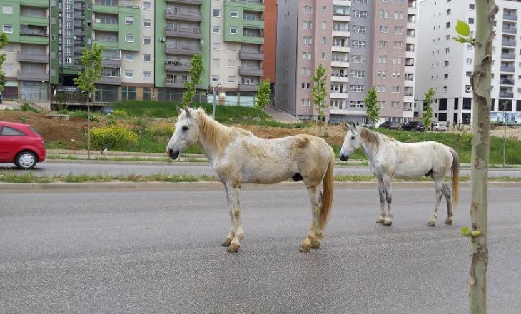 Kuajt pjesë e komunikacionit në Prishtinë