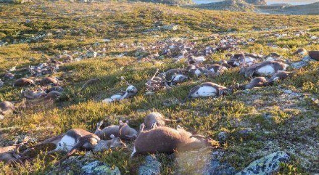 Rrufeja vret mbi 300 drerë në Norvegji