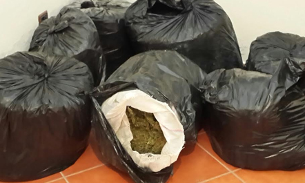 Durrës, konfiskohen 300 kilogramë kanabis në një banesë