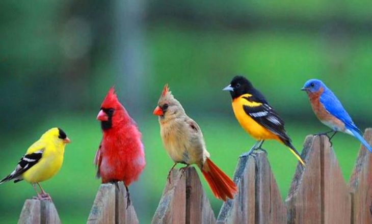 Zogjtë mund të këndojnë muzikë pop