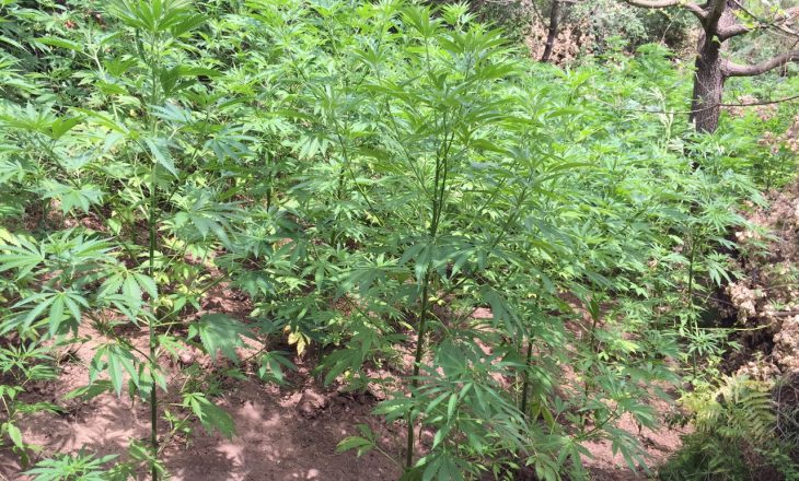 Asgjësohen 26 bimë narkotike në Podujevë