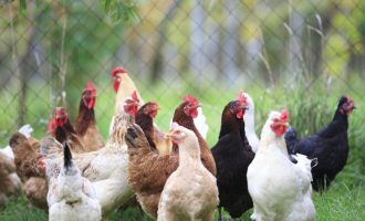 Asgjësohen shpezë në 36 ferma si pasojë e gripit