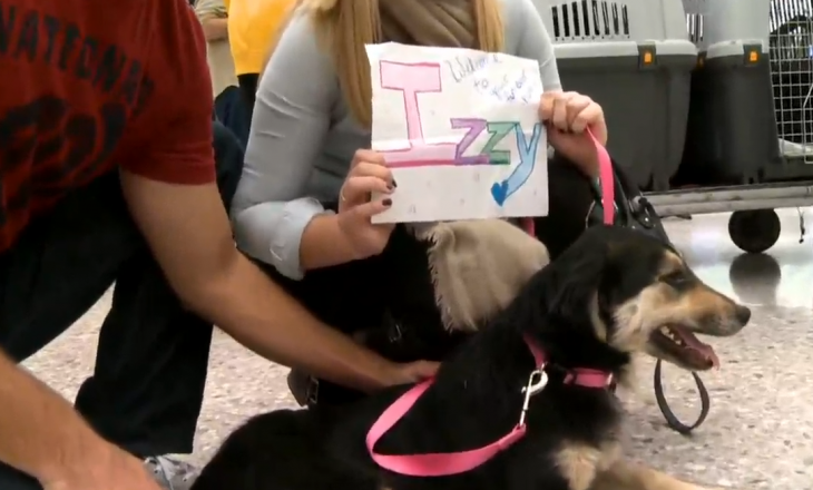 Nga rrugët e Kosovës në Uashington – shpëtohen qentë endacakë