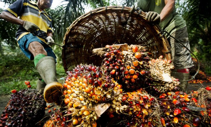 Vazhdon alarmi për rrezikun nga vaji i palmave që shitet si qumësht në Kosovë
