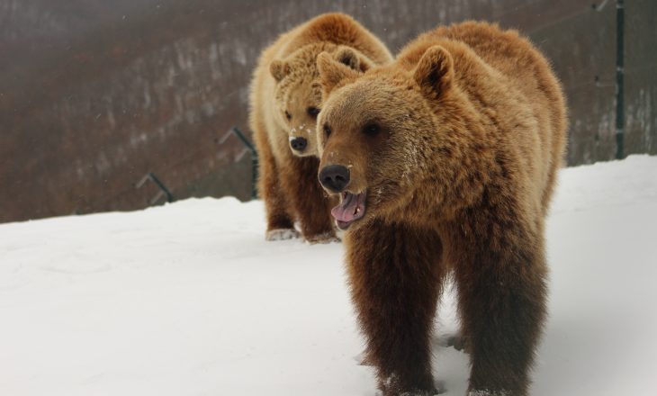 Dimri i parë në liri – arinjtë e Prishtinës shijojnë ushqimin para gjumit dimëror