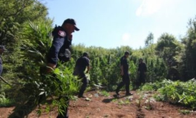 Shefi i komisariatit të policisë akuzohet për kultivim të lëndëve narkotike