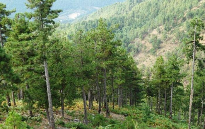 Pretendimet e Agjencisë Pyjore se Kosova humb 615 hektarë pyje