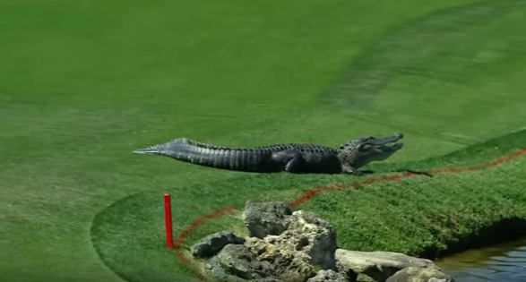 Golf me aligatorin