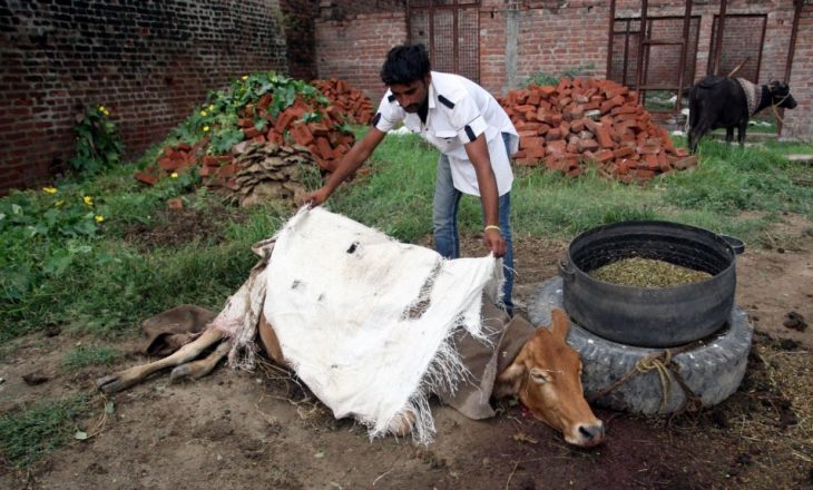 Në Indi vrasja e lopës do të dënohet me burg të përjetshëm