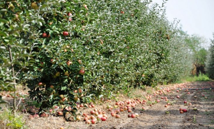 Në Mitrovicë një shqiptarit i digjen 1150 trupa molle
