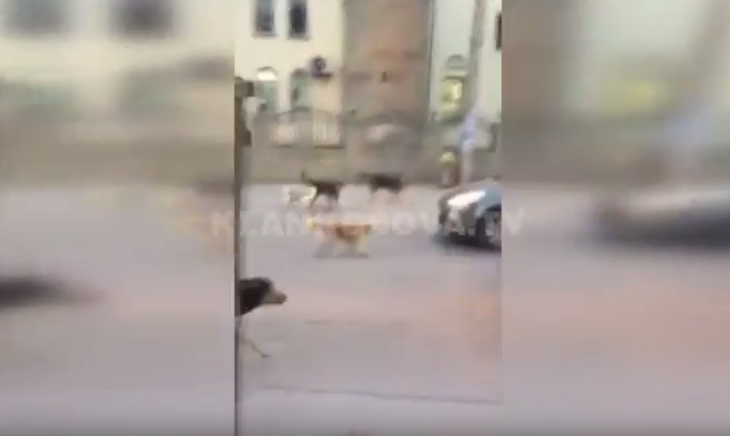 Llava e qenve endacak “pushton” rrugën afër shkollave në Gjilan [video]