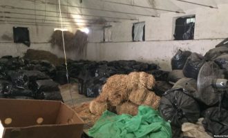 Zbulohet rrjeti i policëve shqiptar që ndihmuan kultivuesit e kanabisit