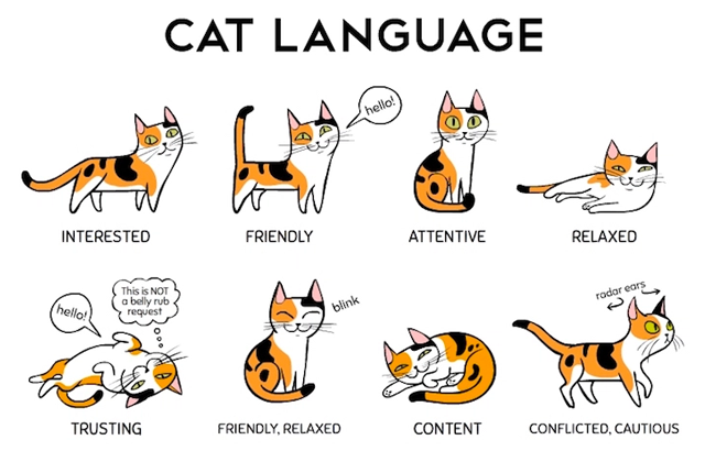Gjuha e maceve: Cicëron për pronarët e maceve