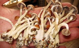 Kërpudhat magjike më pak të dëmshme se Kanabisi