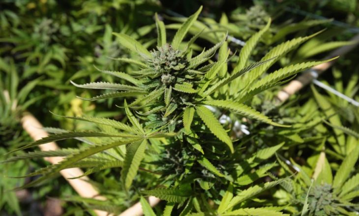Policia konfiskon dy thasë me marihuanë në Pejë