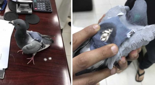 Trafikantët përdorin pëllumbin për të dërguar drogë jashtë kufirit
