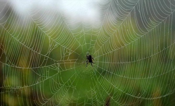 Zvicër, aksident nga frika e merimangës