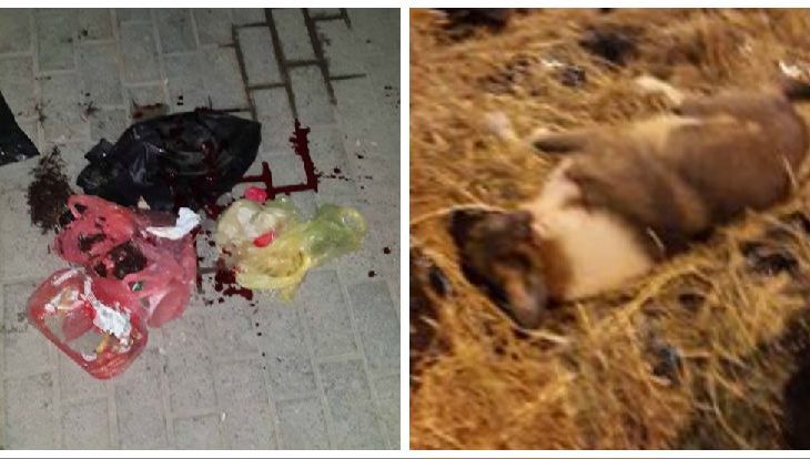 Kërkohet të ndalet vrasja e qenve endacak në Kosovë