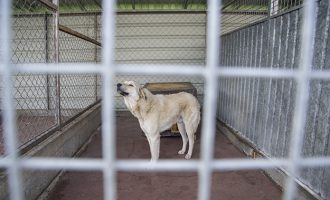 I morën paratë për qenë, i shpenzuan në ushqim dhe pije