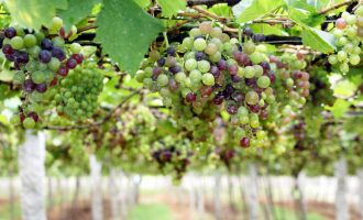 Arsyet pse rrushi duhet të shtohet në dietën tuaj