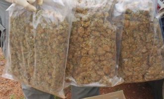 Policia shqiptare kap 335 kg kanabis por trafikanti ia del të ikë