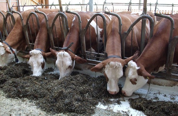 Gjashtë krerë lopë ngordhin nga vapa në një mjet transporti në Prizren