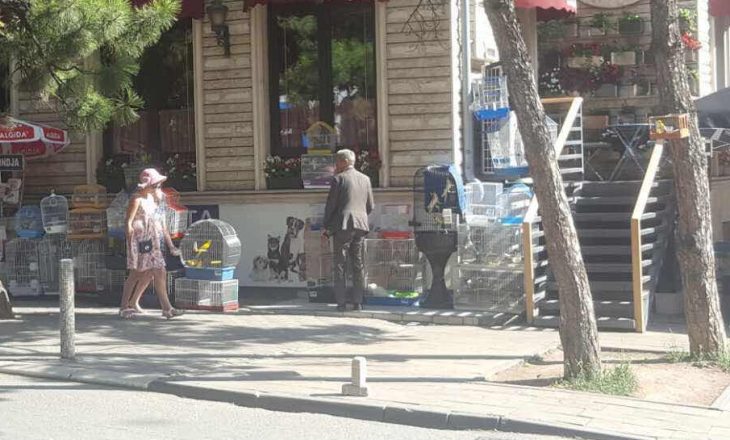 Në kafaze dhe në diell – Petshopi që kritikohet nga shteti vazhdon punën midis Prishtine