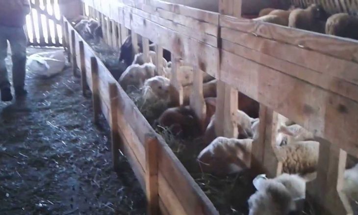 Ferma e deleve që dyshohet se përhapi virusin nga i cili vdiqën dy shqiptar nga Simnica