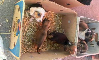 “Pazari i kerreve” – tregu ku kafshët keqtrajtohen e shiten si “patika”