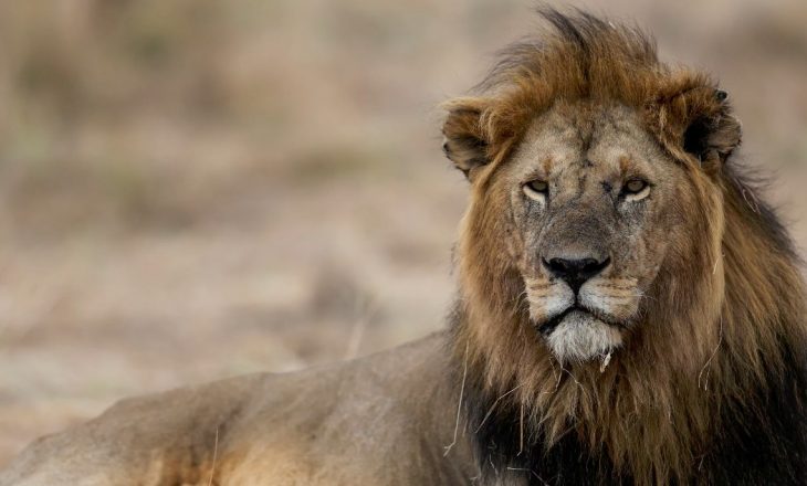 Shkencëtarët: Shfarosja e gjashtë masive e Tokës është duke ndodhur