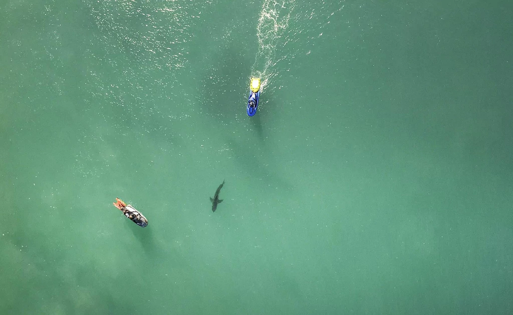 Surfisti australian sulmohet nga një peshkaqen