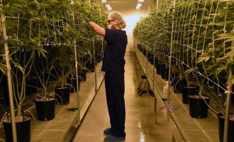 Brenda Qendrës më të madhe të kultivimit të marihuanës në Amerikë