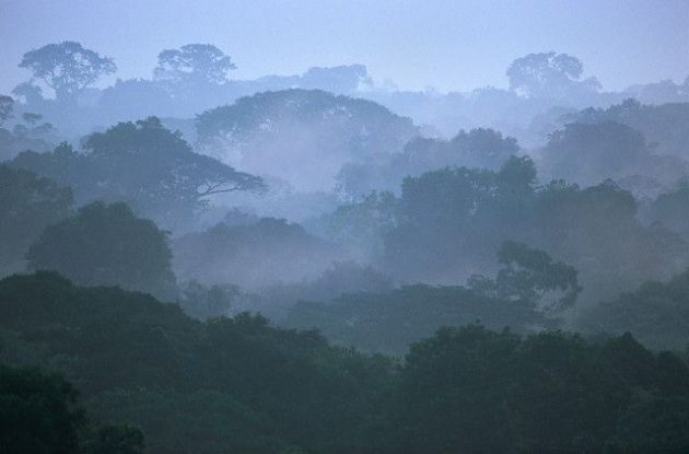 Pemët në Amazonë që e prodhojnë vetë shiun
