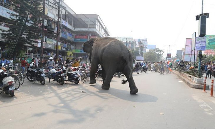 Elefanti mbyt 14 persona