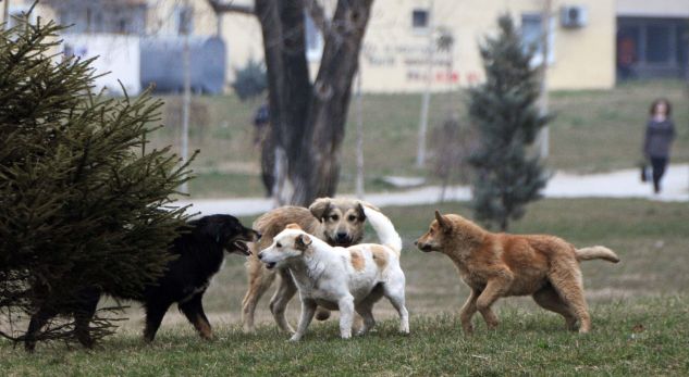 Një fëmijë sulmohet nga qentë endacak në Prishtinë