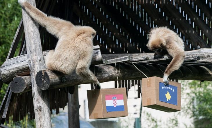 Majmuni parashikon fituesin e ndeshjes Kroaci – Kosovë