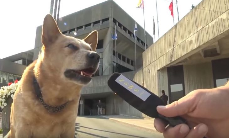 Qeni kandidat për kryetar komune (VIDEO)
