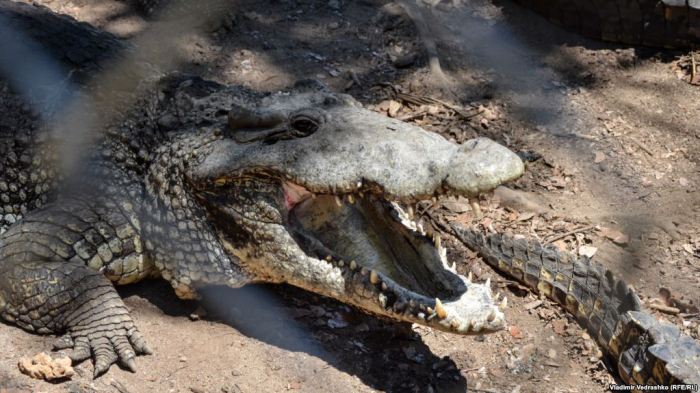 Policia në kërkim të një krokodili të dyshuar për vrasje