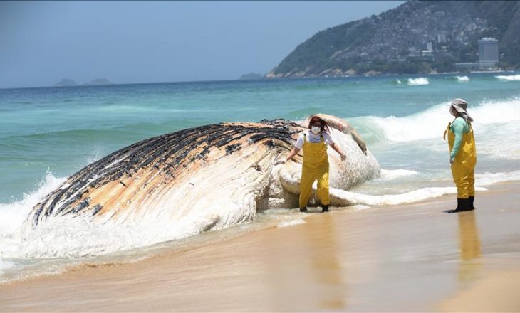 Bllokohet balena gjigante në plazhin e Rio de Janeiros