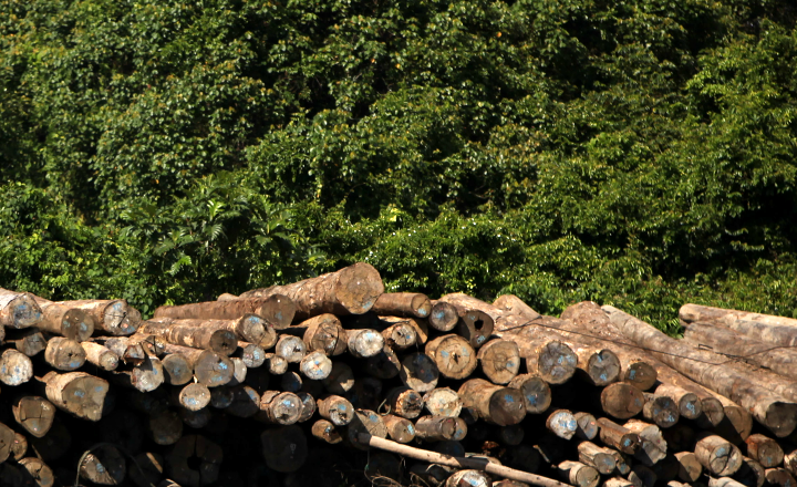 Në muajin tetor zbriti çmimi i drunjve për zjarr
