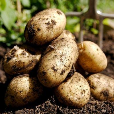 Shënohet “Dita e Patates” në Pestovë