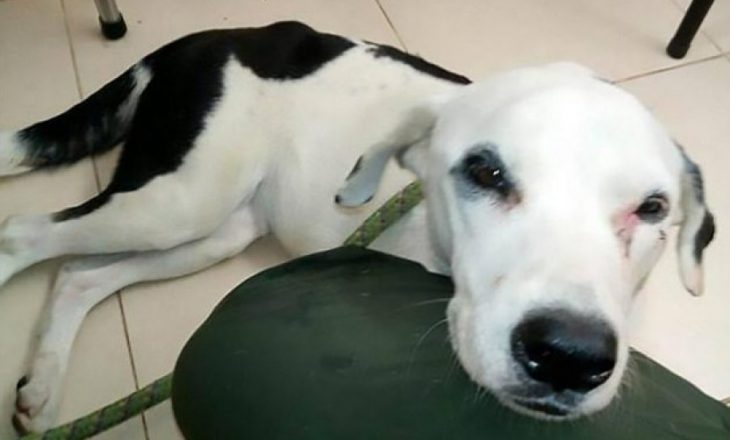Qeni “ngordh nga dashuria” për pronarin që e braktisi në aeroport