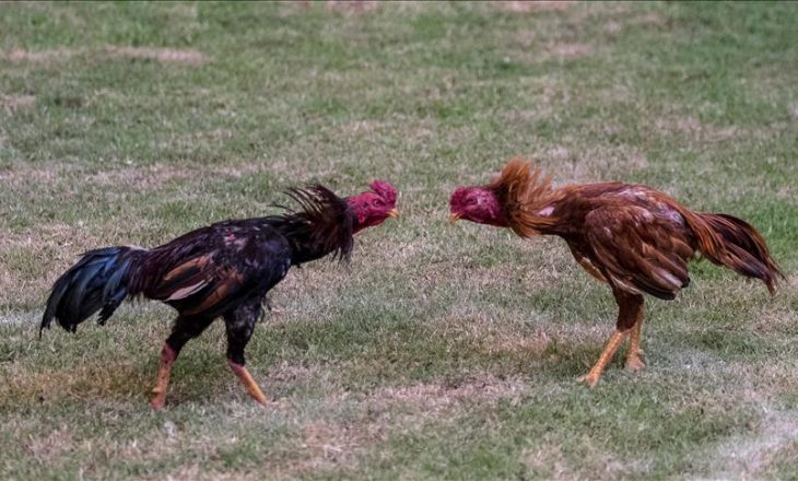 Lufta e gjelave, tradita treshekullore në Madagaskar